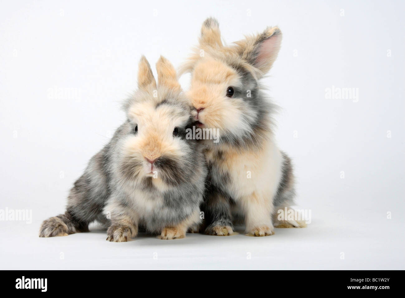 Giovani Lion-maned conigli nani coniglio domestico Foto Stock