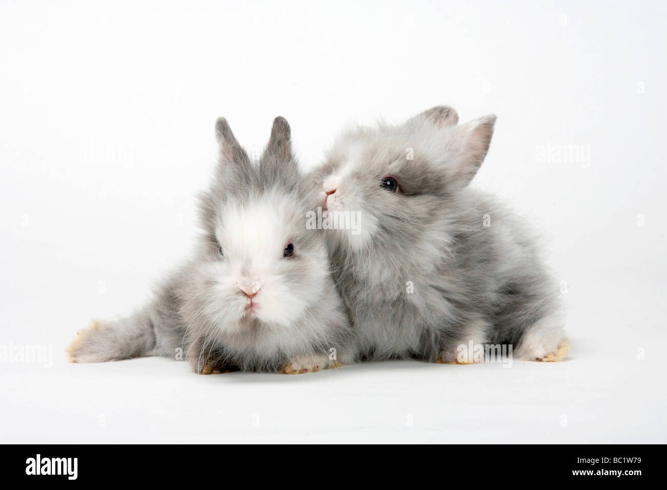 Giovani Lion-maned conigli nani coniglio domestico Foto Stock