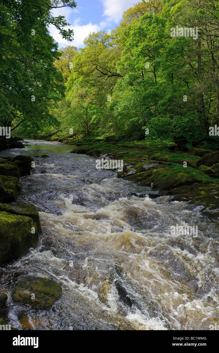 Fiume Wharfe in esecuzione attraverso le Yorkshire Dales vicino Boulton Priory Foto Stock