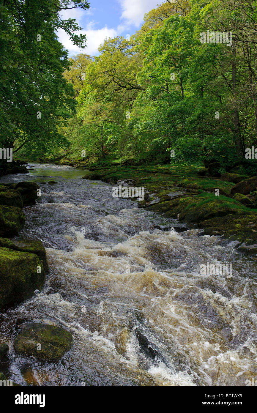 Fiume Wharfe acceso vicino al Bolton Priory nel Yorkshire Dales Inghilterra Foto Stock