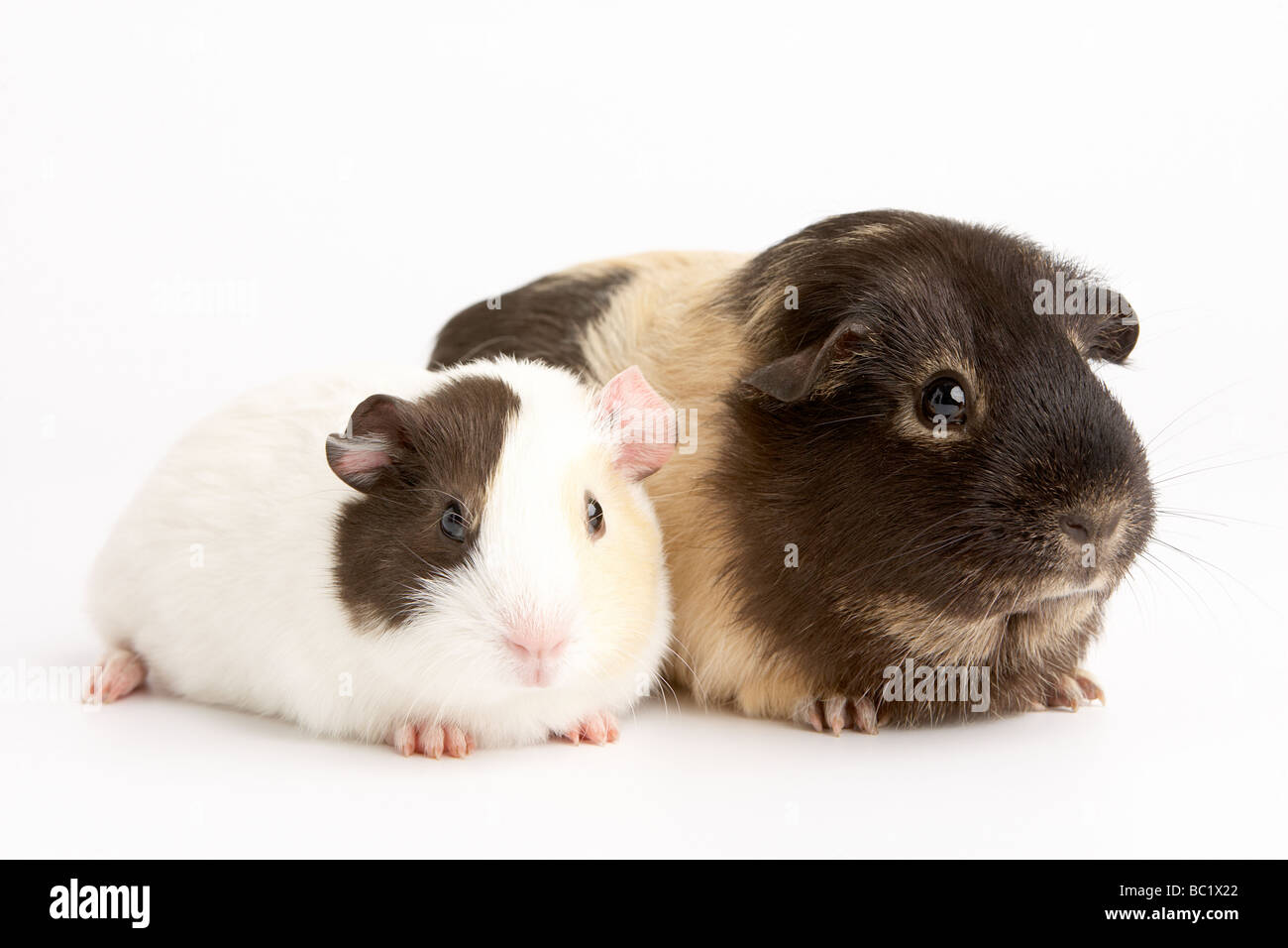 Due Cavie contro uno sfondo bianco Foto Stock