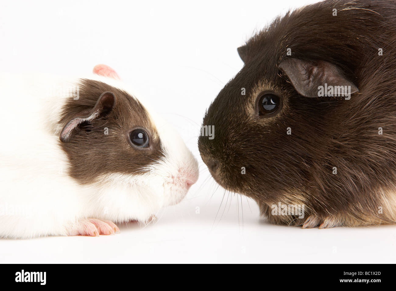 Due Cavie contro uno sfondo bianco Foto Stock