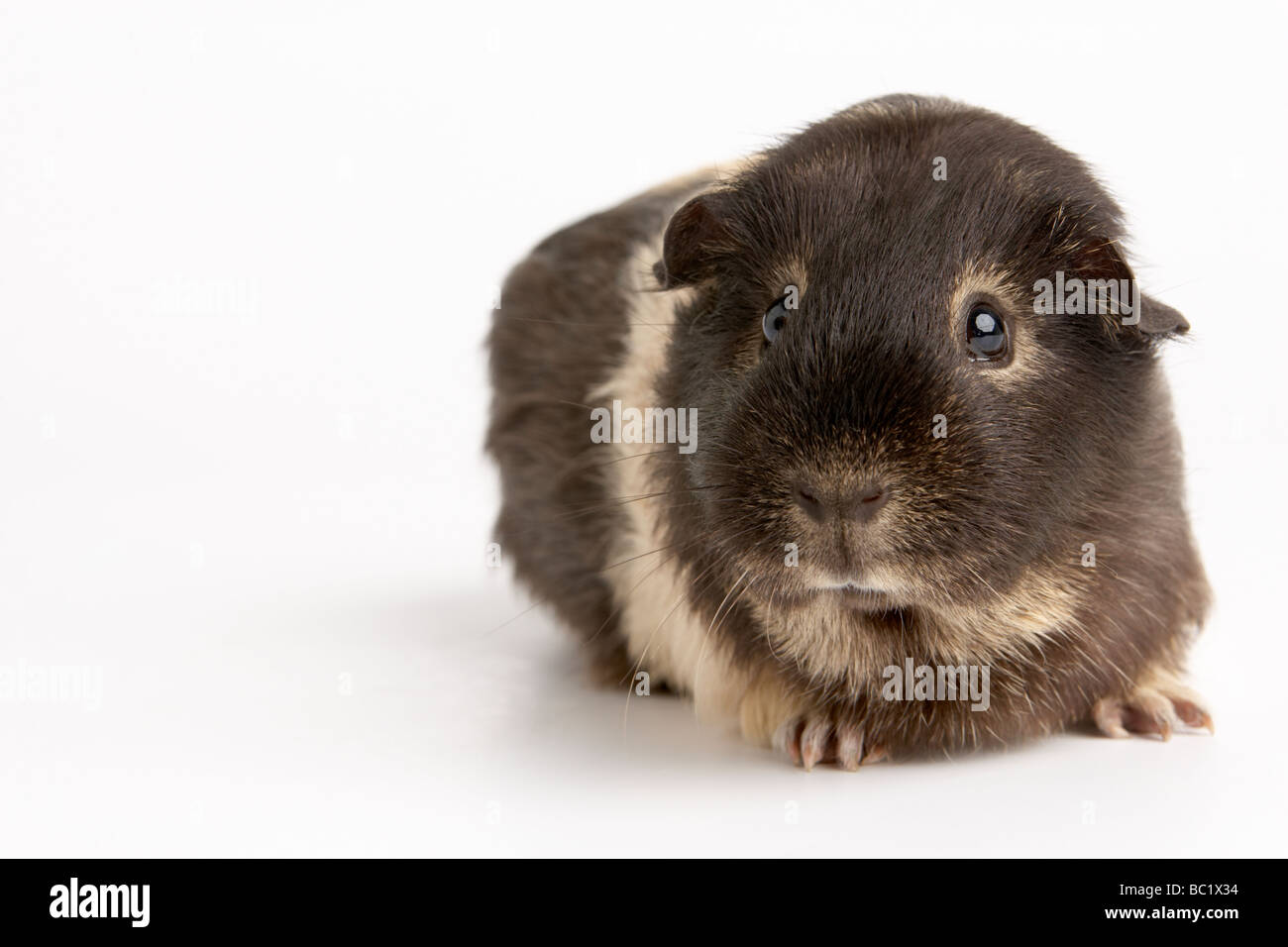 La cavia contro uno sfondo bianco Foto Stock