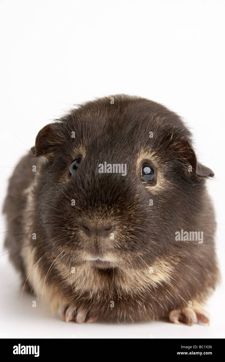 La cavia contro uno sfondo bianco Foto Stock