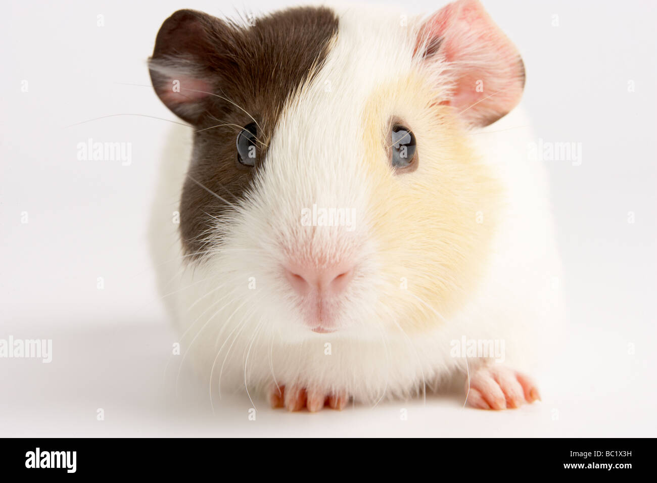 La cavia contro uno sfondo bianco Foto Stock