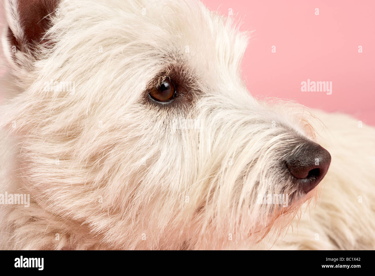 West Highland Terrier cane in Studio Foto Stock