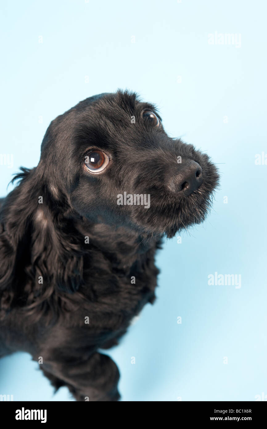 Black Spaniel Puppy in Studio Foto Stock