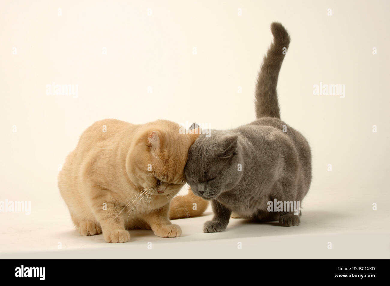 British Shorthair gatti coppia blu e crema di latte Foto Stock
