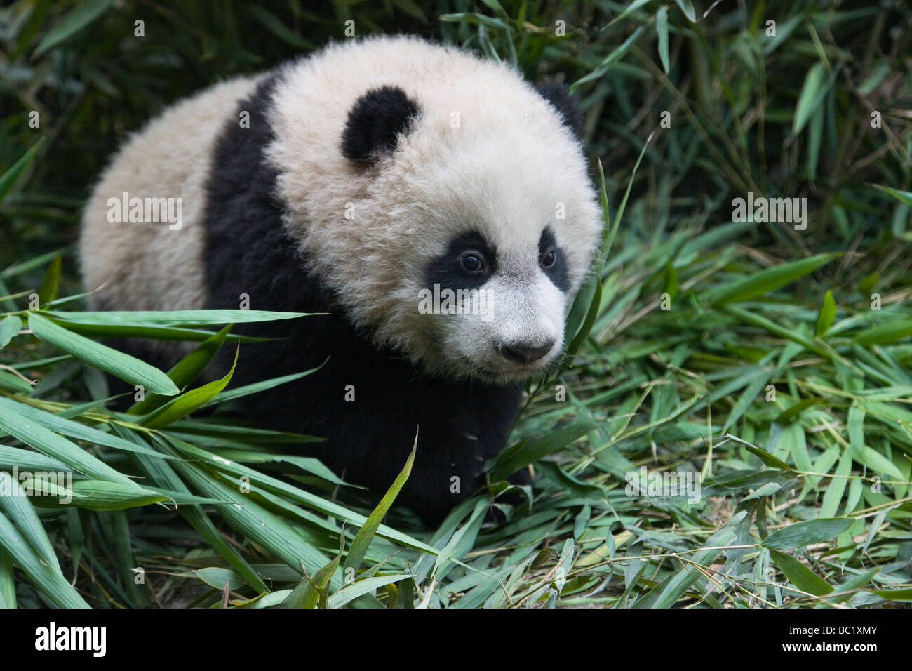 Panda gigante cub in bamboo bush Wolong Cina Sichuan Foto Stock