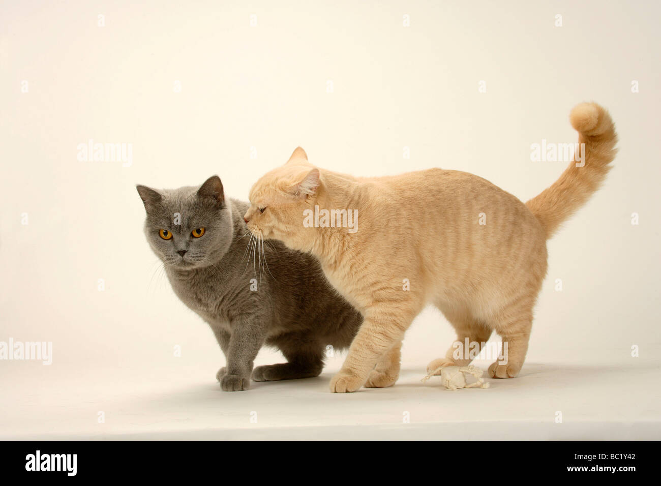British Shorthair gatti coppia blu e crema di latte Foto Stock