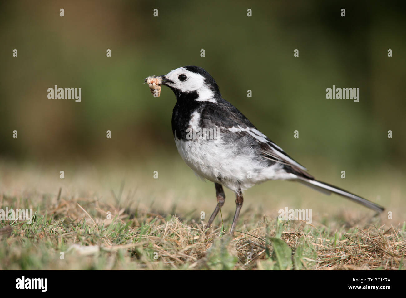 Pied wagtail Motacilla alba yarrellii Scozia estate Foto Stock