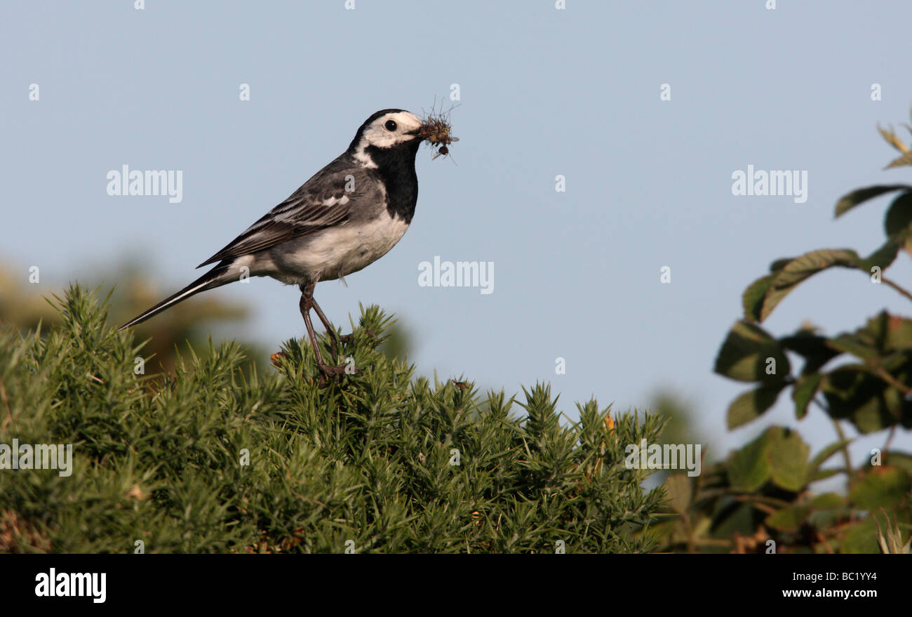 Pied wagtail Motacilla alba yarrellii Scozia estate Foto Stock