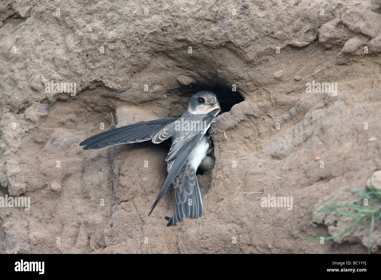 Sand martin Riparia Riparia a nido molla di Scozia Foto Stock