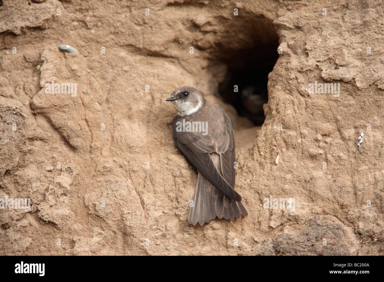 Sand martin Riparia Riparia a nido molla di Scozia Foto Stock