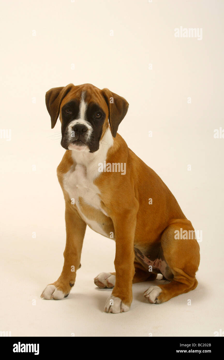 Boxer tedesche cucciolo di 3 mese Foto Stock