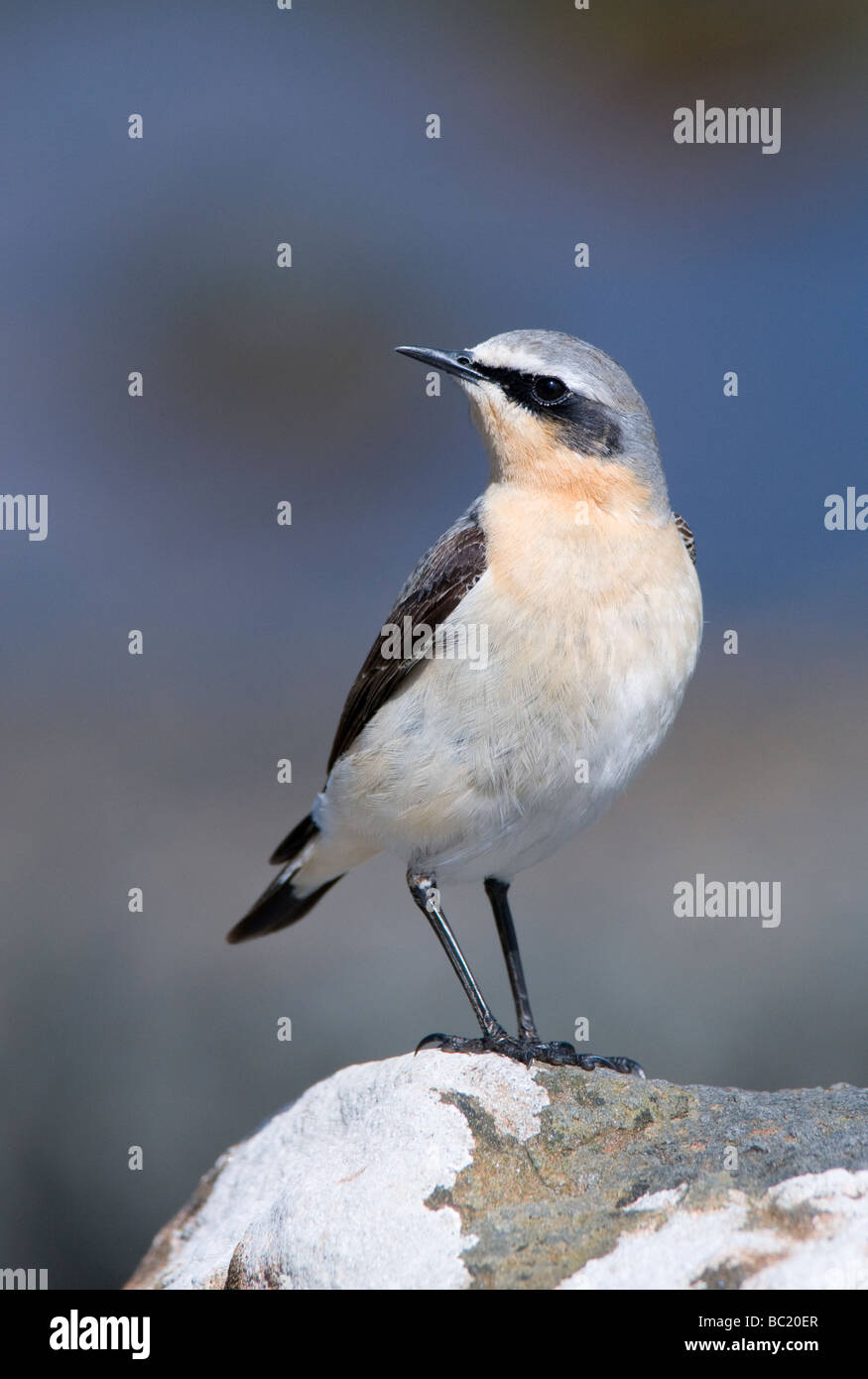 Voce maschile culbianco Oenanthe oenanthe appollaiato su un lichen coperto rock Foto Stock