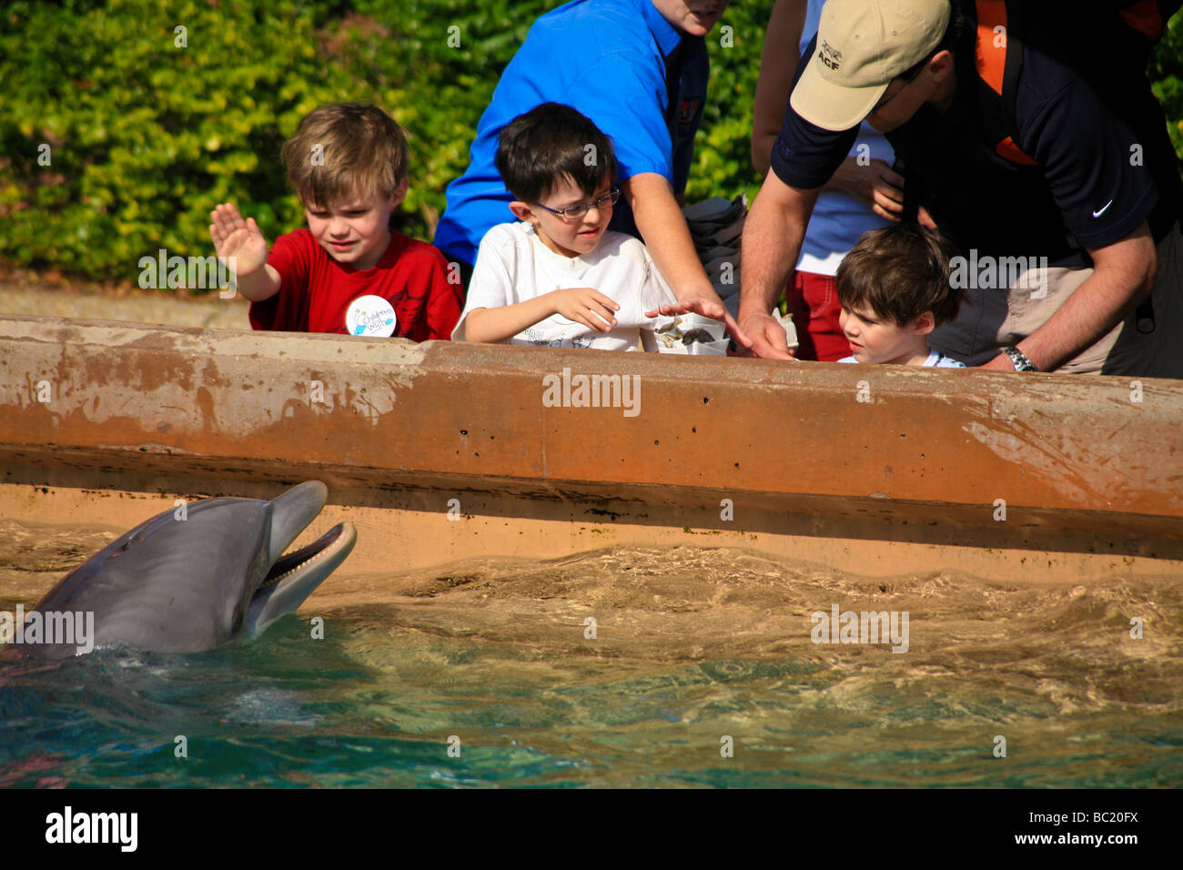 Valutazione interagire mediante alimentazione di delfini selvatici in acquario in Orlando Florida USA Foto Stock