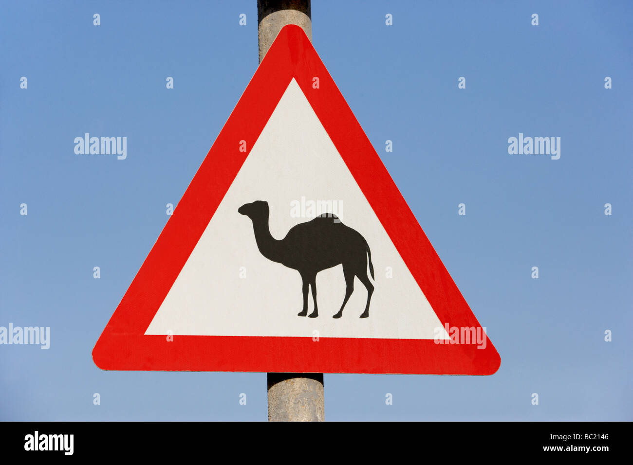 Attenzione del segno del cammello a Dubai Foto Stock