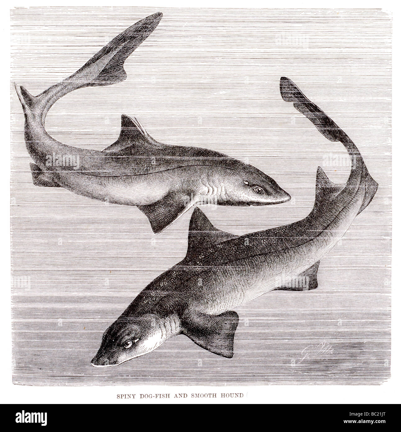 Spinoso pesce cane e smooth hound Foto Stock