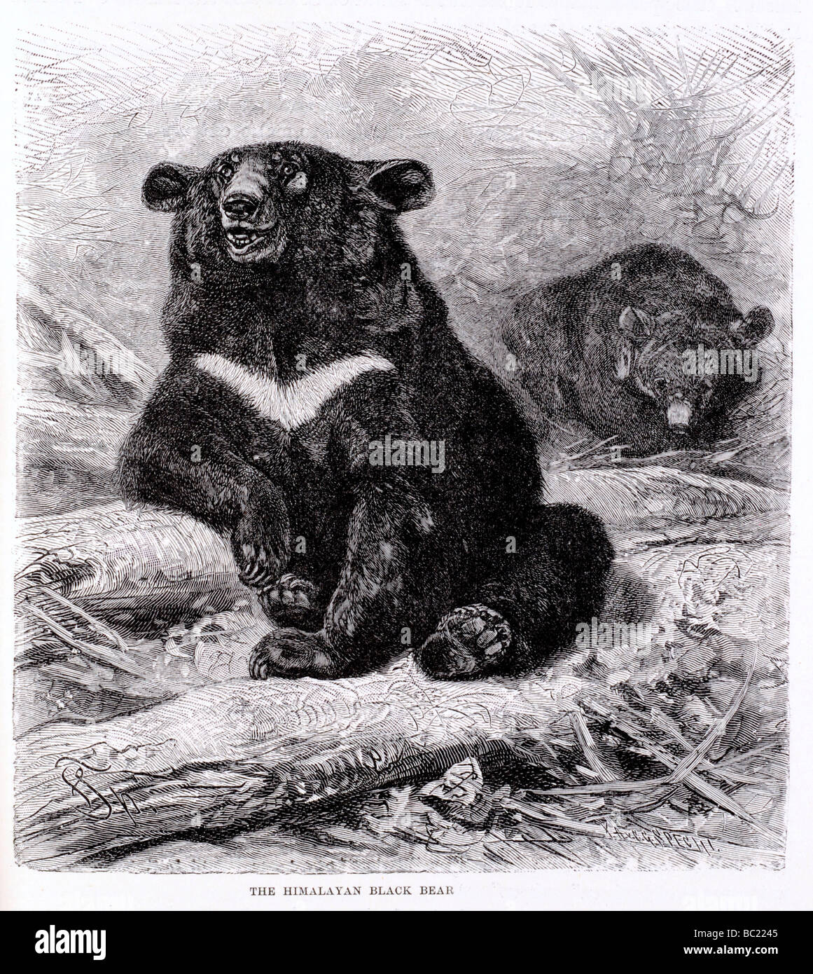 L'Himalayan black bear Foto Stock