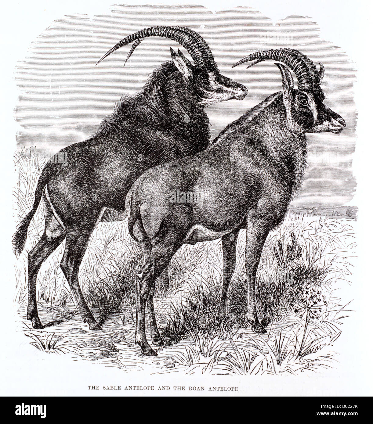 Il Sable Antelope e Stefano antelope Foto Stock