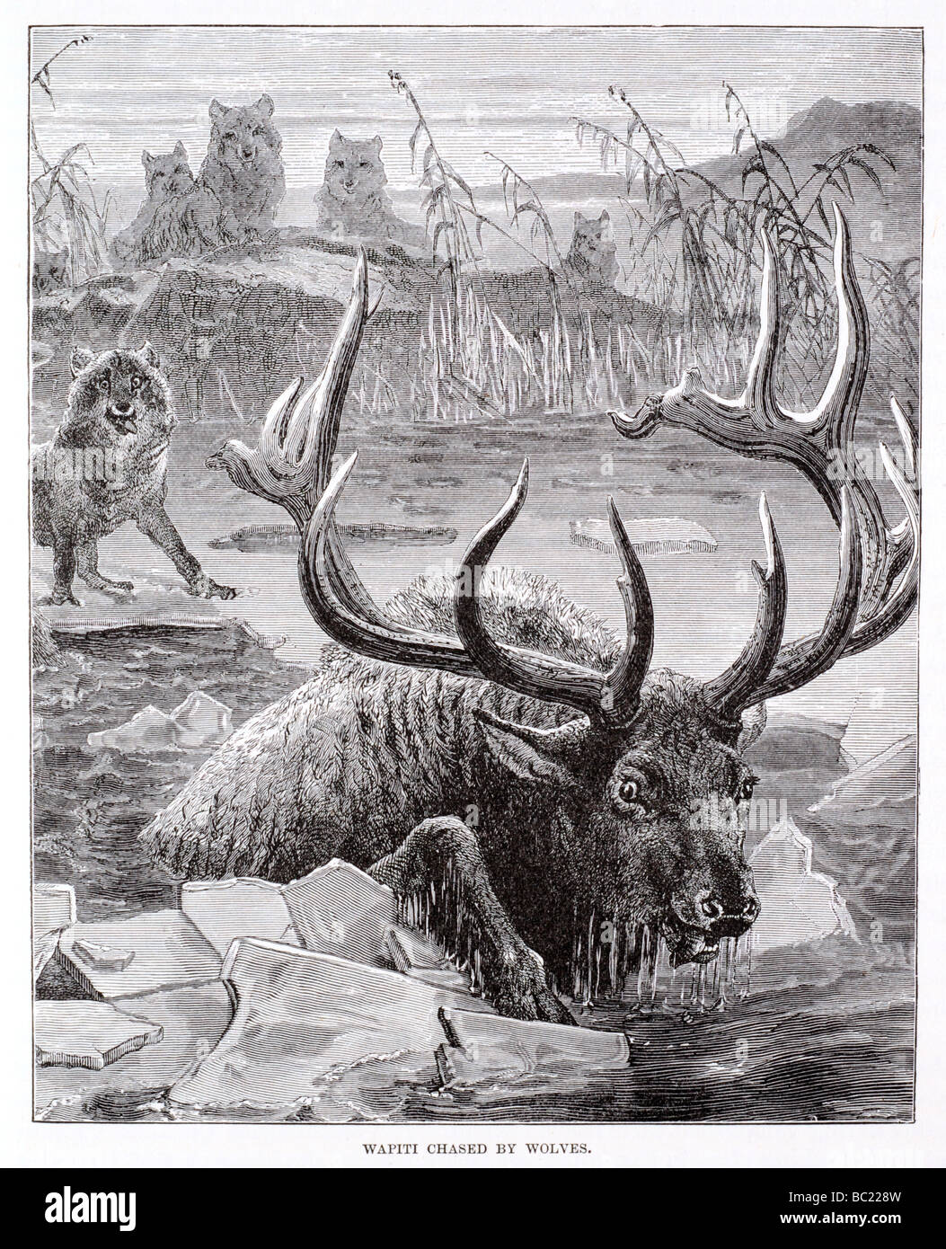 Wapiti inseguito da lupi Foto Stock