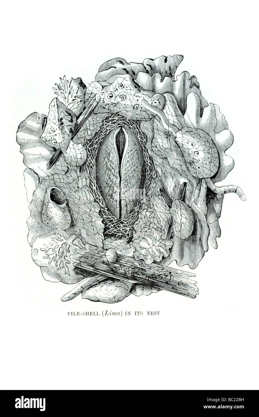 Shell file lima nel suo nido Foto Stock