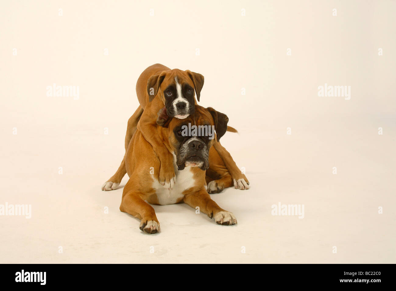 Boxer tedesche con cucciolo di 3 mese Foto Stock