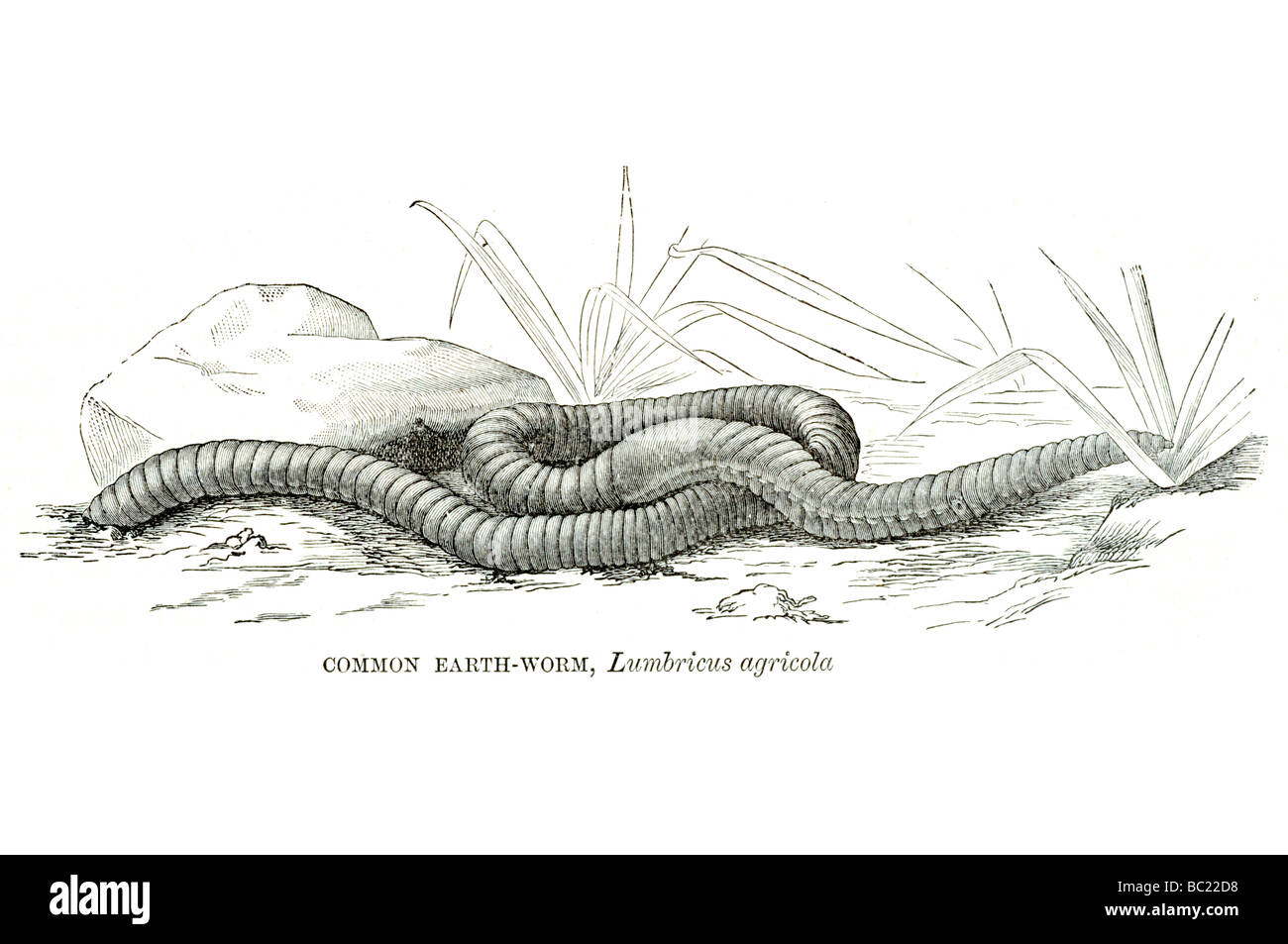 Massa comune lombrico worm agricola Foto Stock