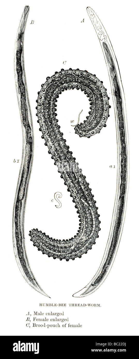 Umile bee filettatura vite senza fine Foto Stock