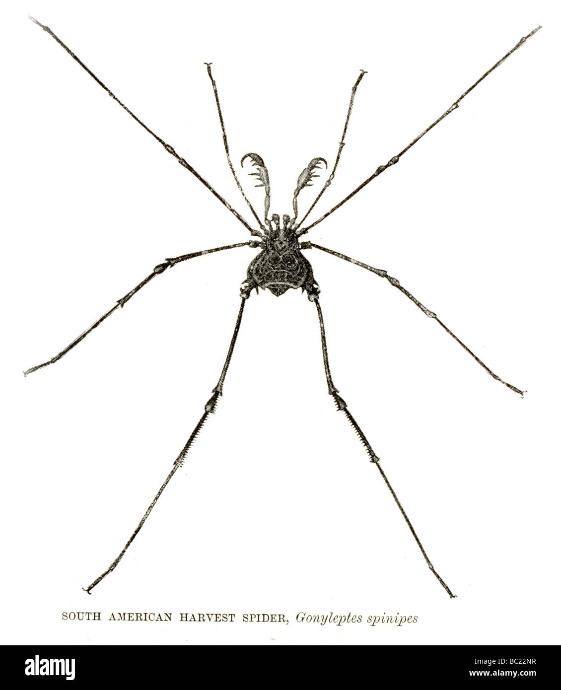 South American harvest spider gonyleptes spinides Foto Stock