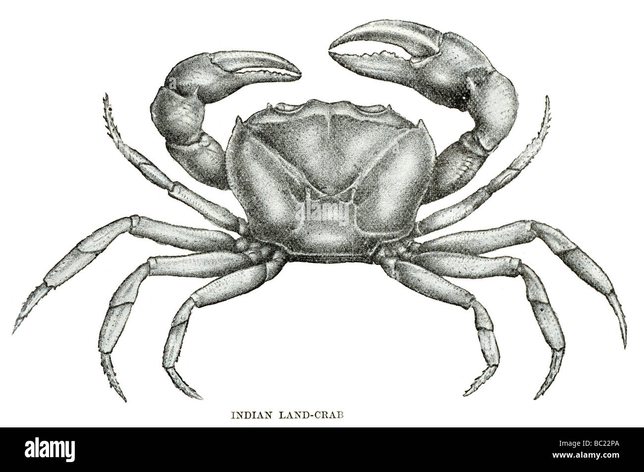 Indian Land crab Foto Stock