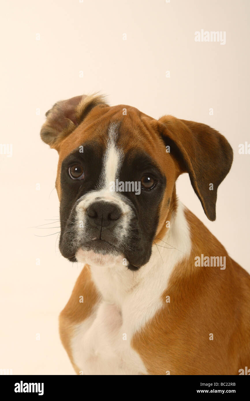 Boxer tedesche cucciolo di 3 mese Foto Stock