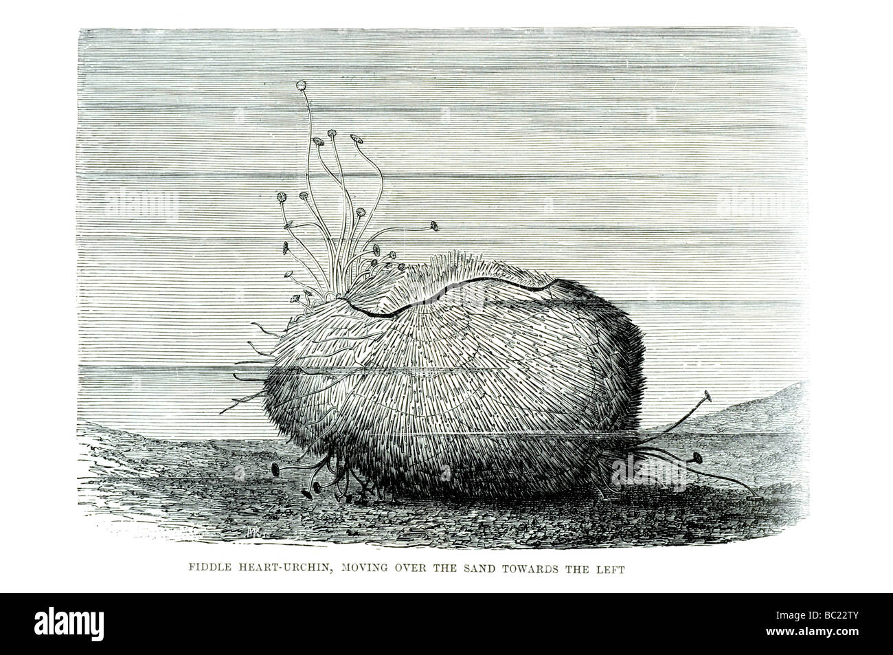 Cuore di fiddle urchin spostamento sulla sabbia verso sinistra Foto Stock