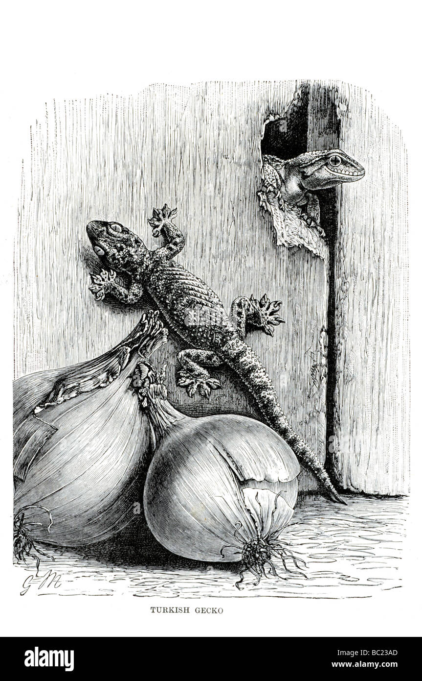 Geco turco Foto Stock
