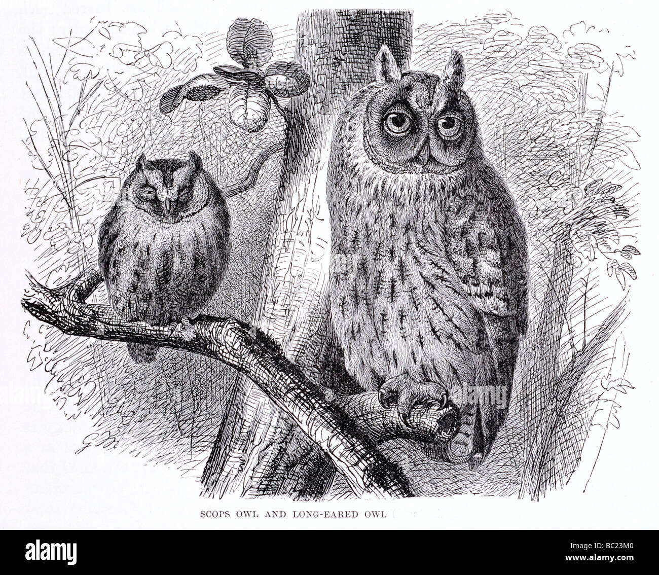 Scopa owl e long eared owl Foto Stock