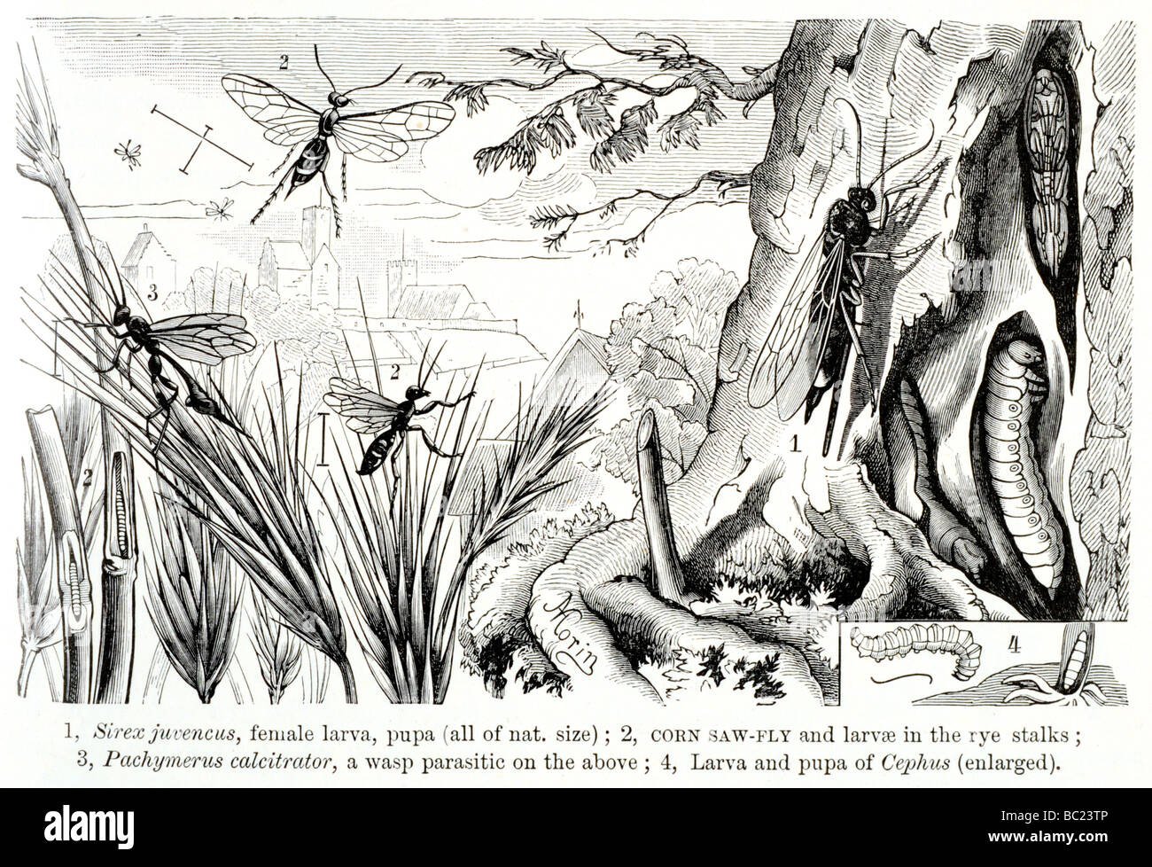 Sirex juvencus femmina larva pupa il mais ha visto volare e larve nella