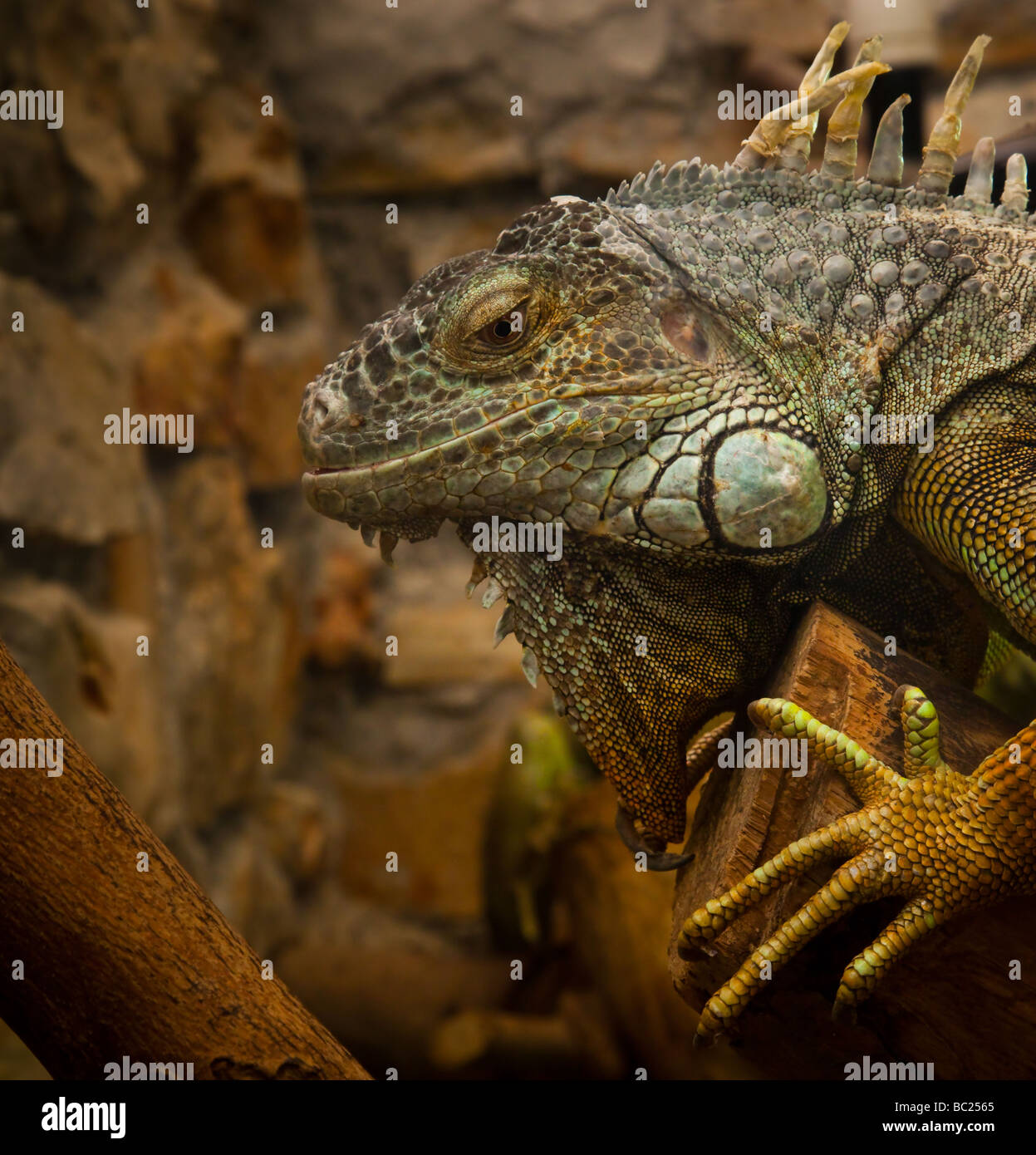 Zoo di Atene Foto Stock