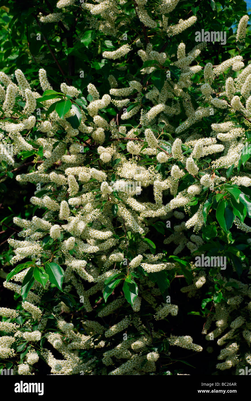 Close up di racemi di fiori di ciliegio selvatico strozzatura Prunus Virginiana tree Virginia bird ciliegia nera verticale chokecherry ciliegio selvatico Foto Stock