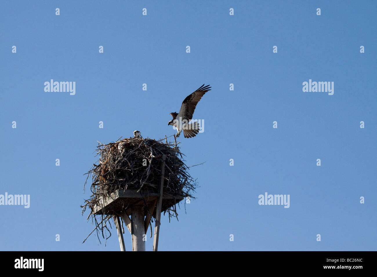 Osprey atterraggio sul nido Foto Stock