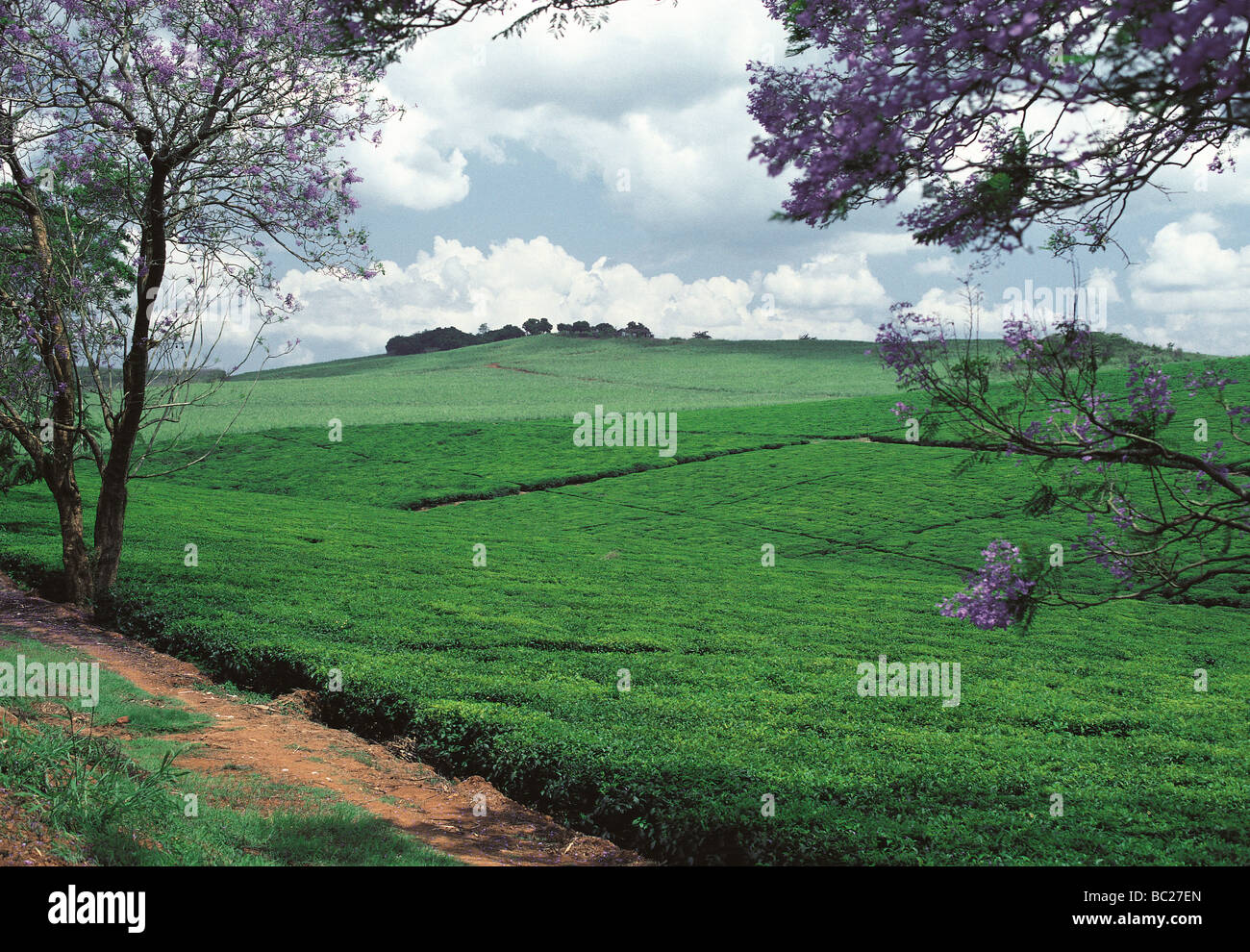 La piantagione di tè in corrispondenza del lato di Kampala Jinja road Uganda East Africa alberi di jacaranda in fiore in primo piano Foto Stock