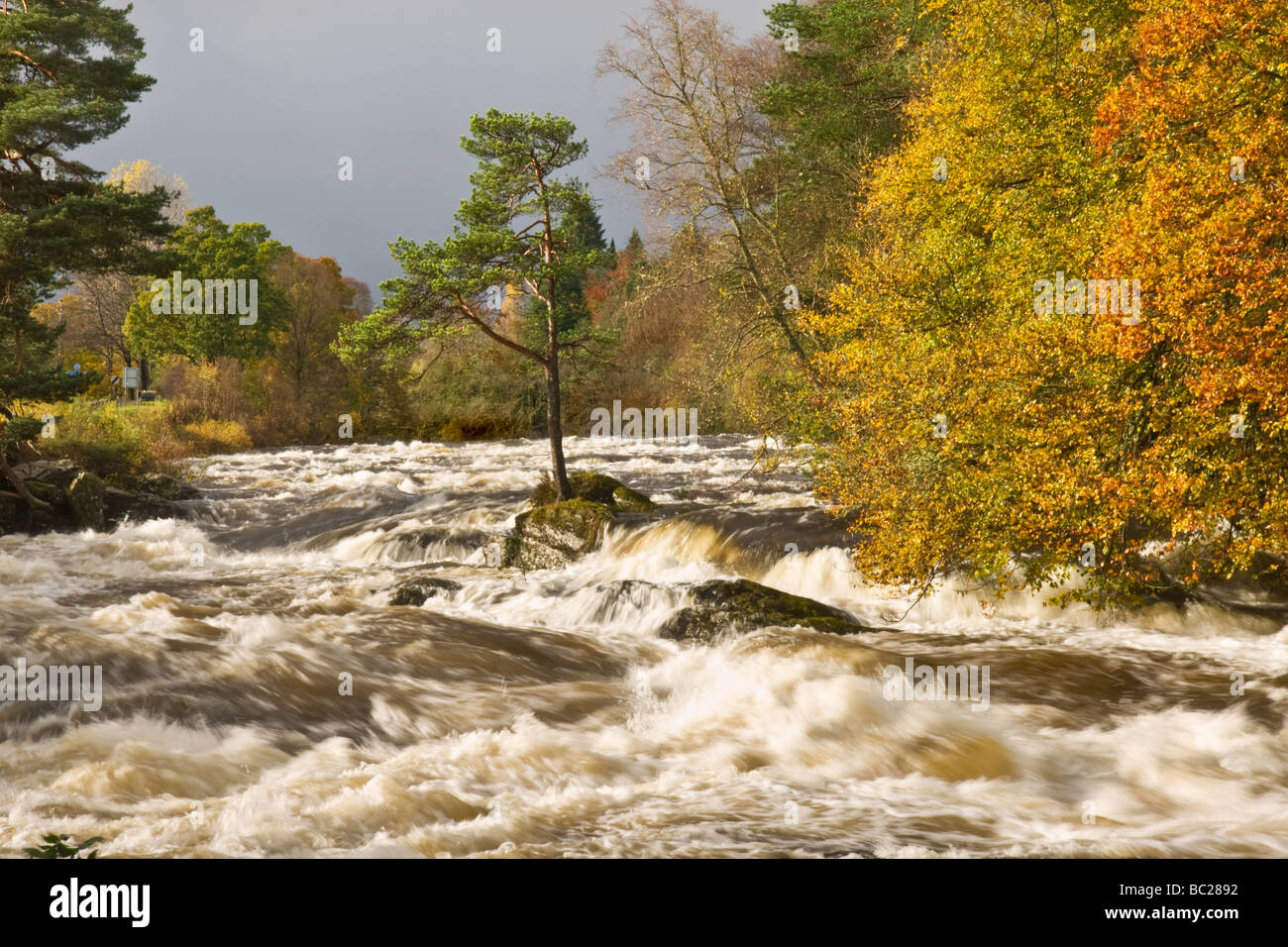 Pino silvestre albero nel mezzo del fiume Dochart durante le inondazioni. Foto Stock