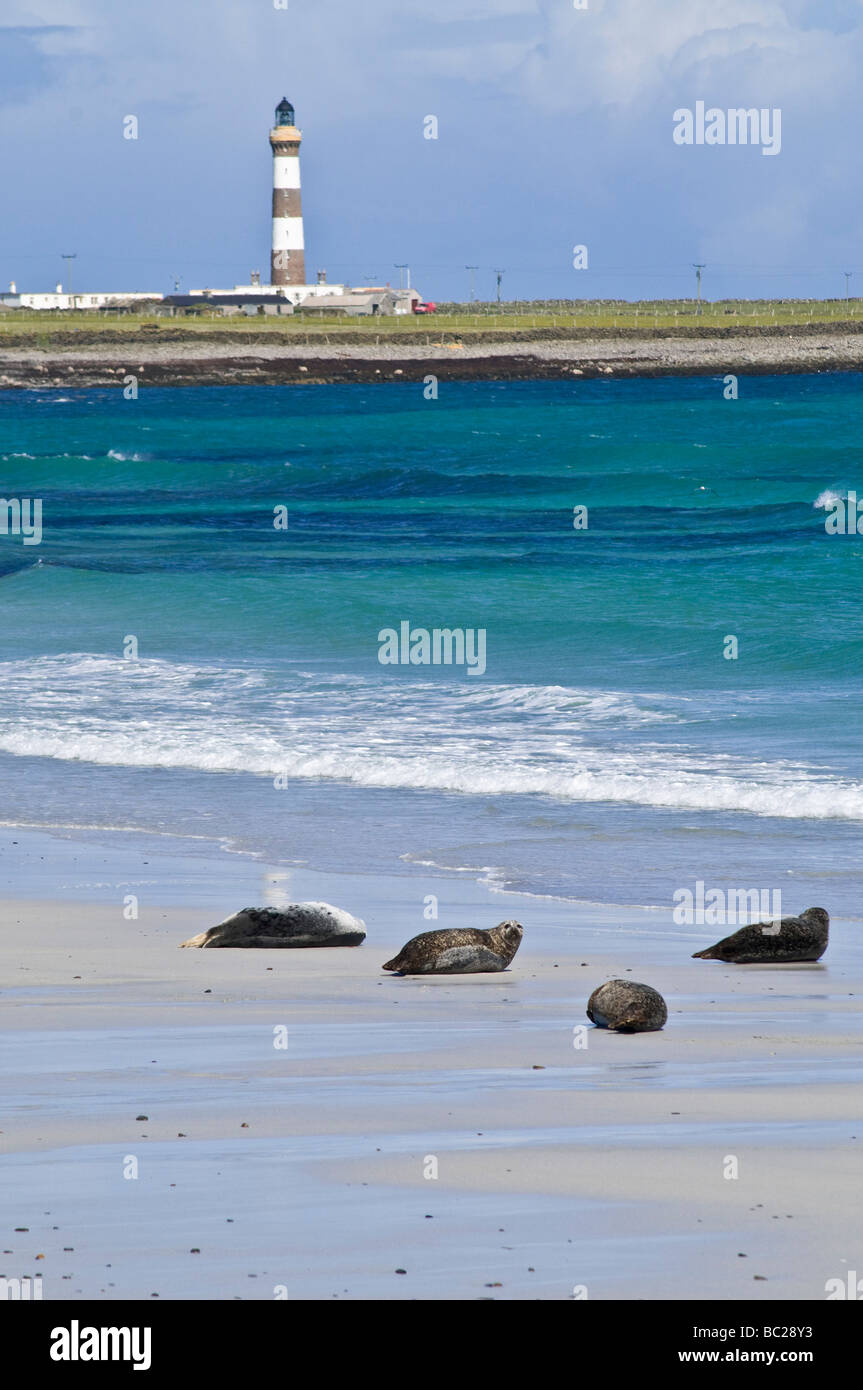 dh Linklet Bay Seals Basking NORTH RONALDSAY ORKNEY ISLES Scottish Sandy Beach Lighthouse regno unito sabbia paesaggio fauna selvatica foil colonia scozia Foto Stock
