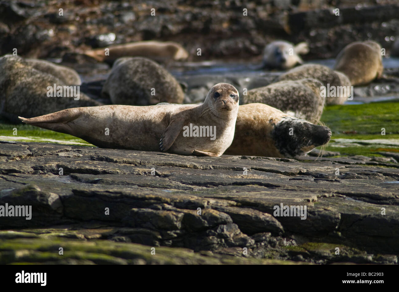 Dh Phoca vitulina UK TENUTA GUARNIZIONE comune e pup su roccia North Ronaldsay guarnizioni delle Orcadi Scozia Scotland Foto Stock