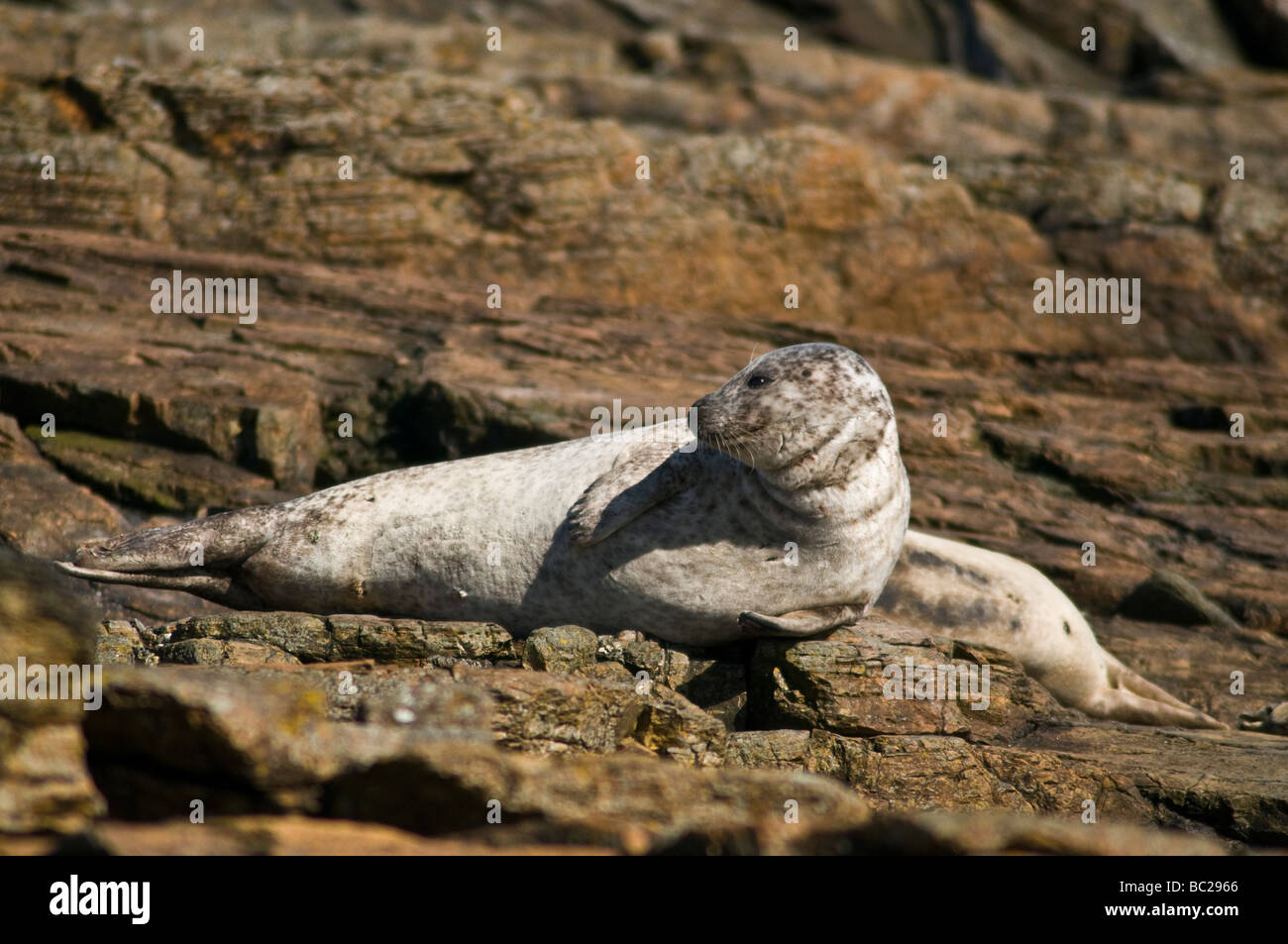 Dh comune guarnizione di tenuta UK guarnizione comune su roccia North Ronaldsay harbour Phoca vitulina mammifero orkney Foto Stock