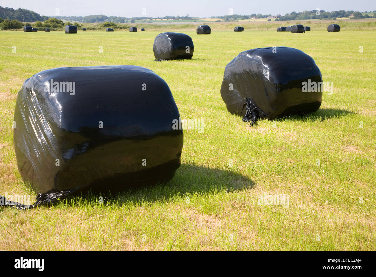Balle di fieno in nero dei sacchetti di plastica nel campo Foto Stock