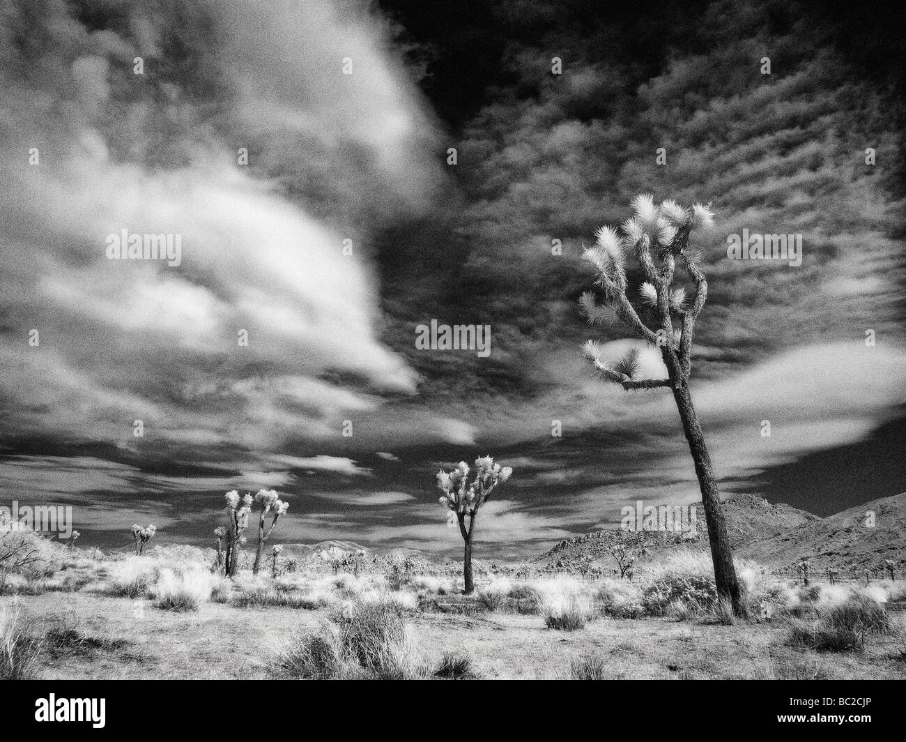 Infrared alberi di Joshua Foto Stock