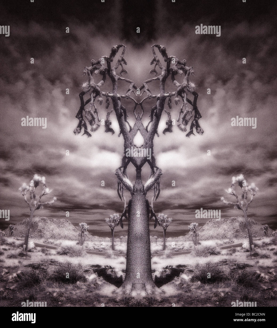 Infrared alberi di Joshua Foto Stock