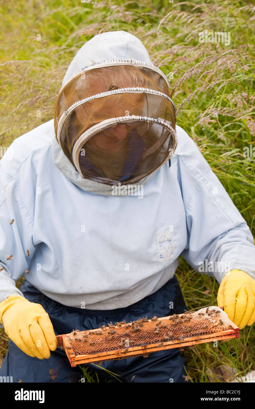 Bill Mackereth un apicoltore da Cockermouth Cumbria Regno Unito controlla i suoi alveari per i segni di acaro Varoa danni Foto Stock