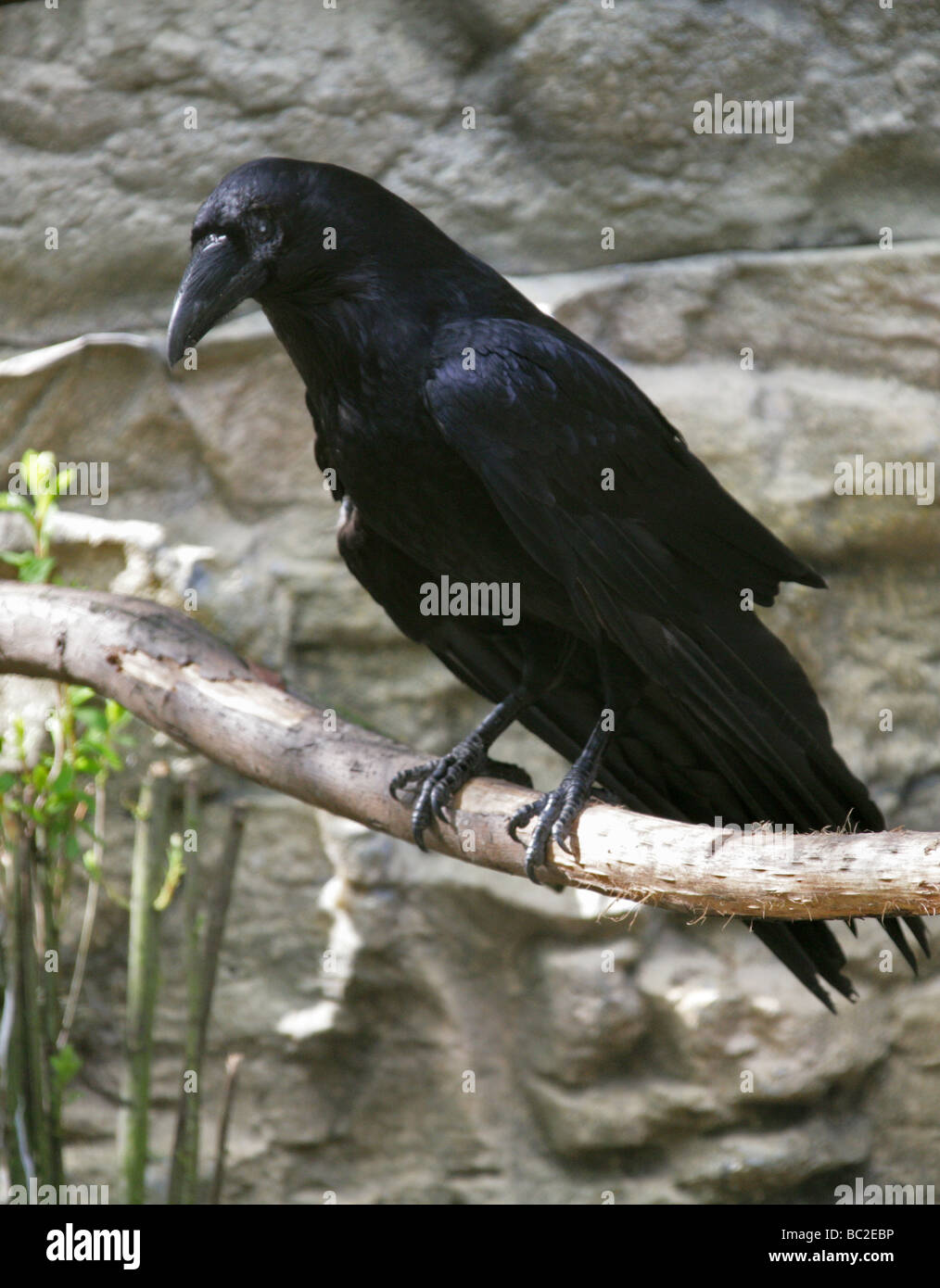 Raven Comune O Raven Settentrionale, Corvus Corax, Corvidae, Passeriformi. REGNO UNITO Foto Stock